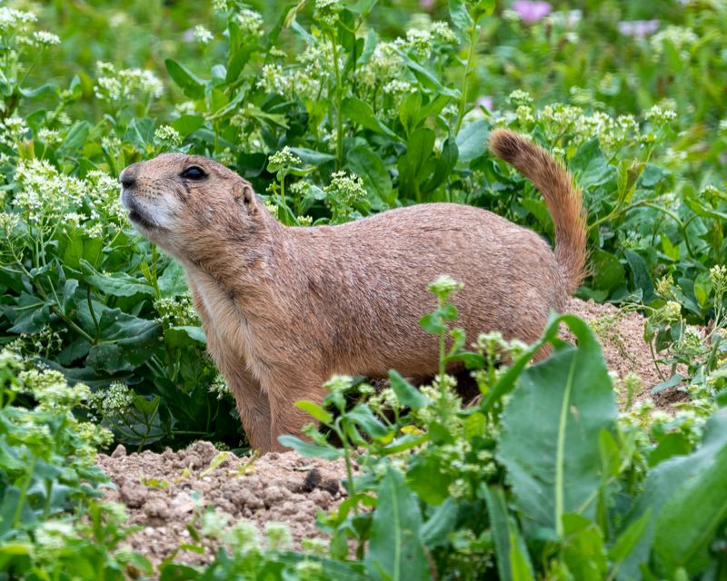 Prairie Dog.jpg