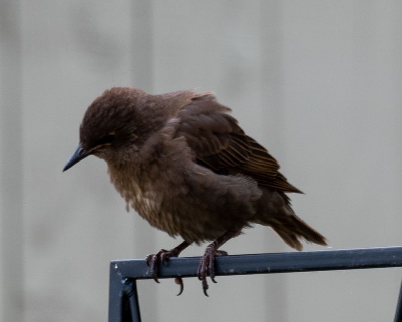 Fledgling Starling.jpg