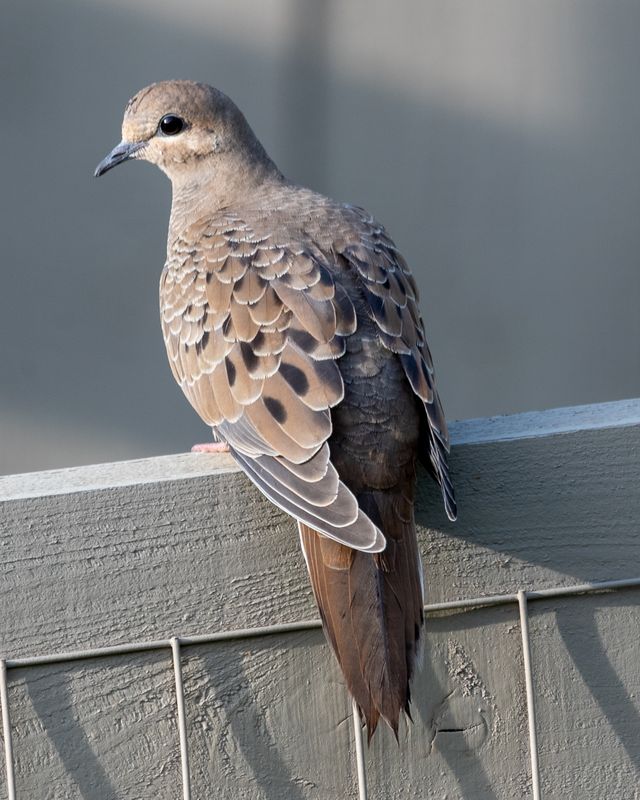 Mourning Dove.jpg