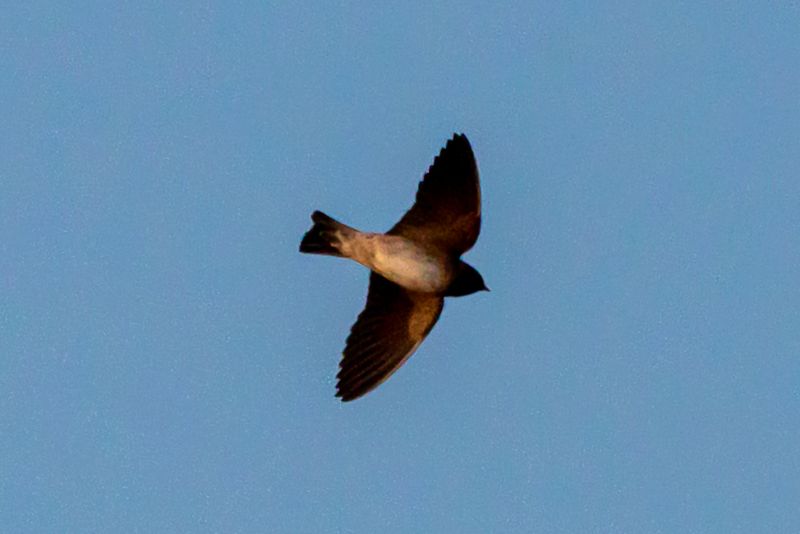 Norther Rought Wing Swallow Flying.jpg