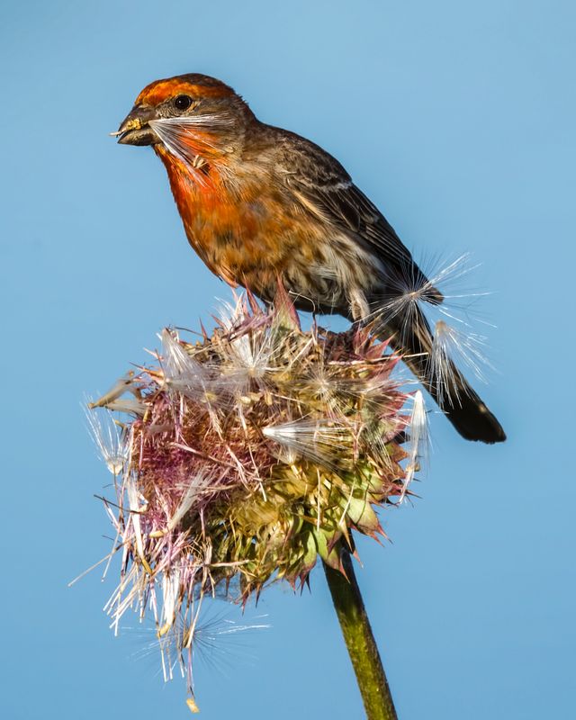 House FInch eating a thistle