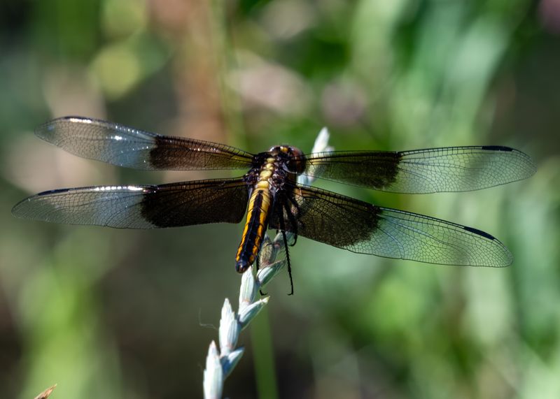 Widow Skimmer (Libellula luctuosa) dragonfly