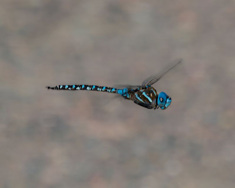 Blue-eyed Darner Dragonfly (Rhionaeschna multicolor) Dragonfly