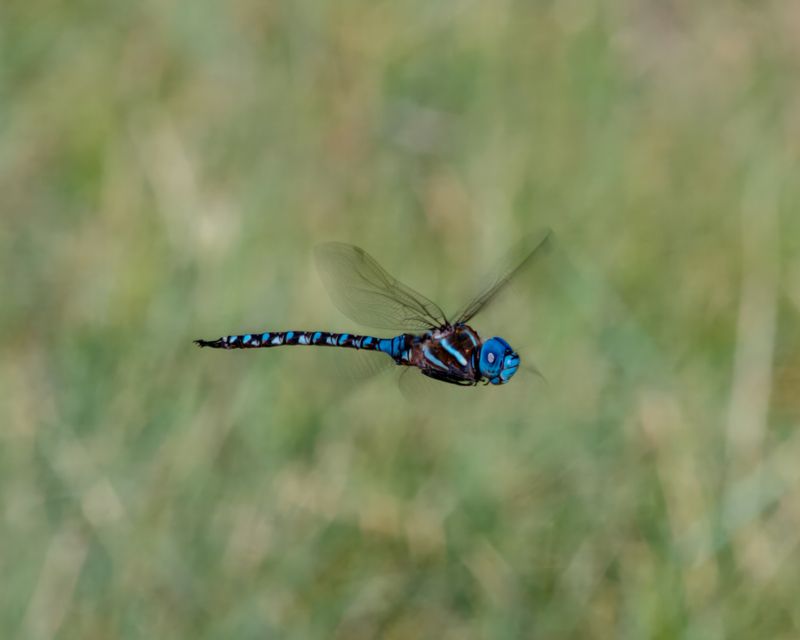 Blue-eyed Darner Dragonfly (Rhionaeschna multicolor) Dragonfly