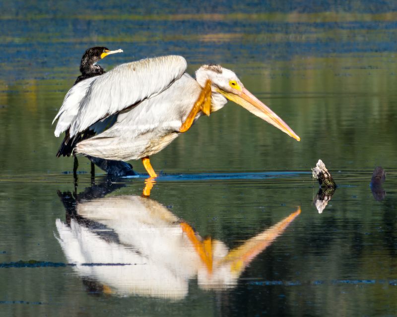 American White Pelican and Double-crested Cormorant