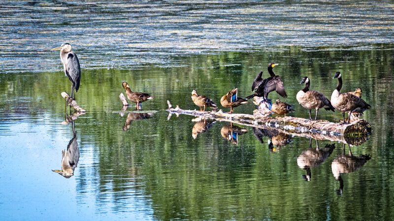 Buds on a Log on a Sunday Morning.jpg