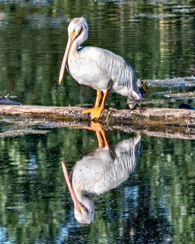 American White Pelican