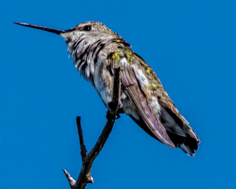 Black-chinned Hummingbird