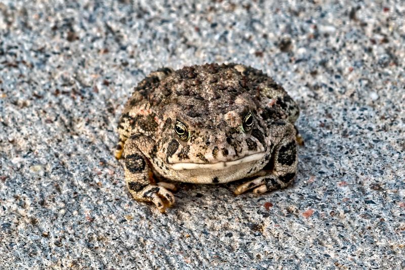 Woodhouse Toad