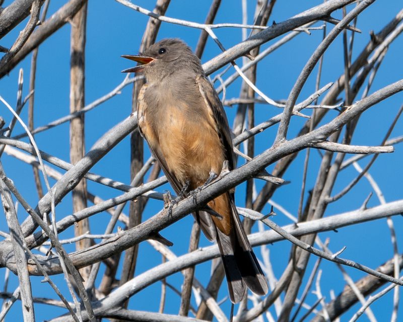 Say's Phoebe