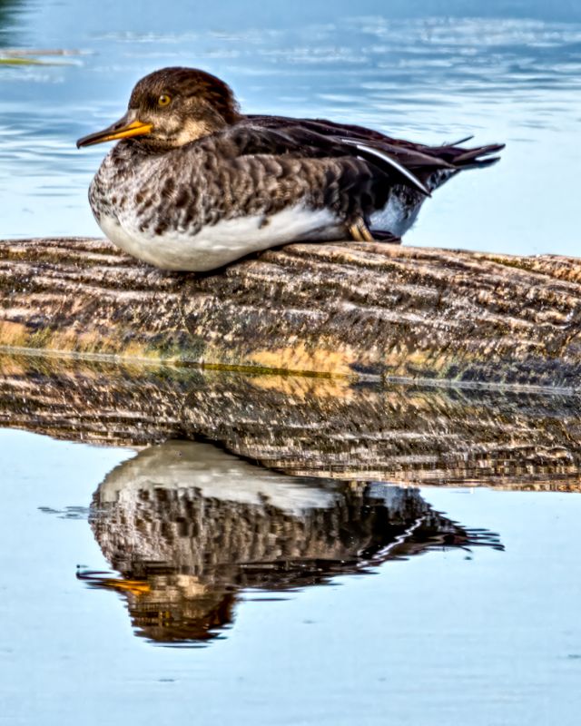 Hooded Merganser