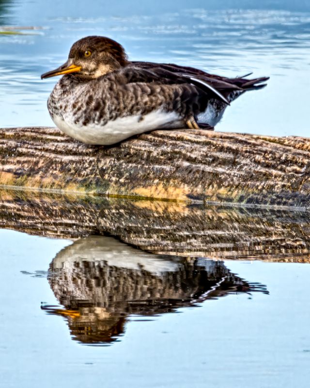 Hooded Merganser