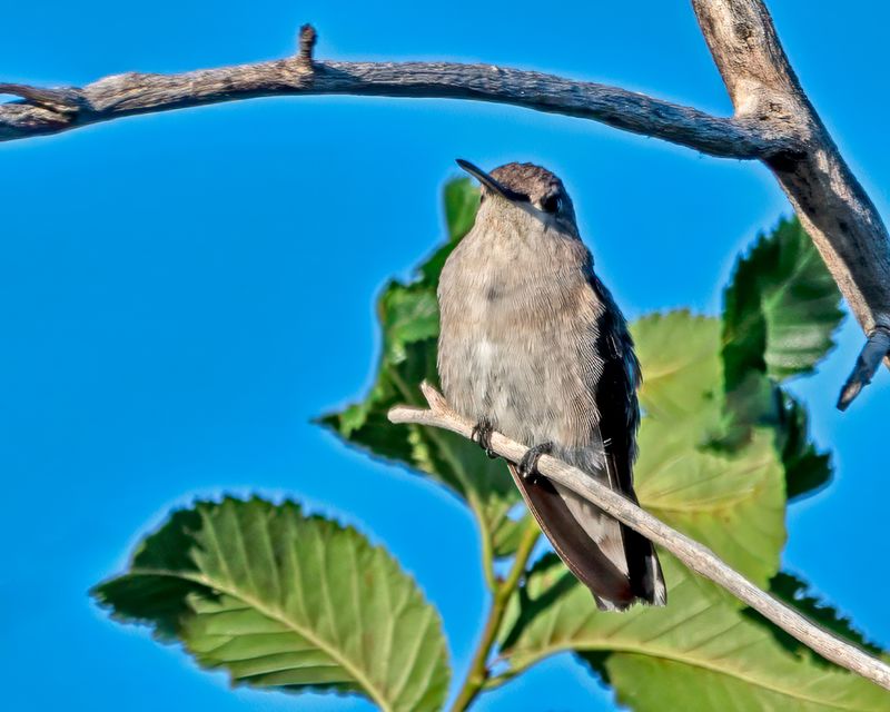 Say's Phoebe