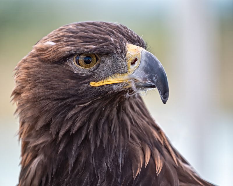 Very closeup of a Golden Eagle