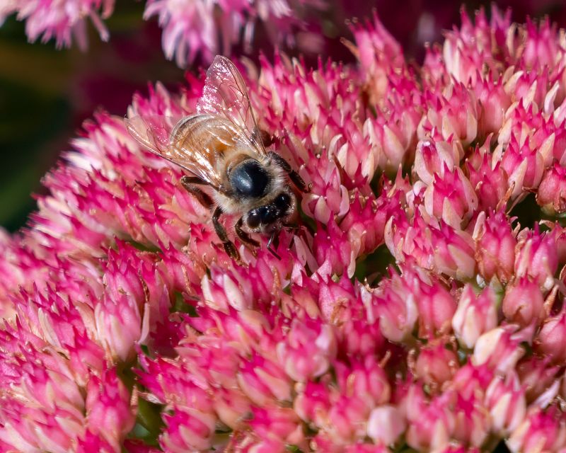 Bee in Seedum (Orpine)