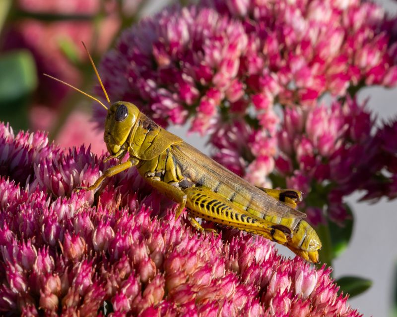 Grasshopper in Seedum (Orpine)
