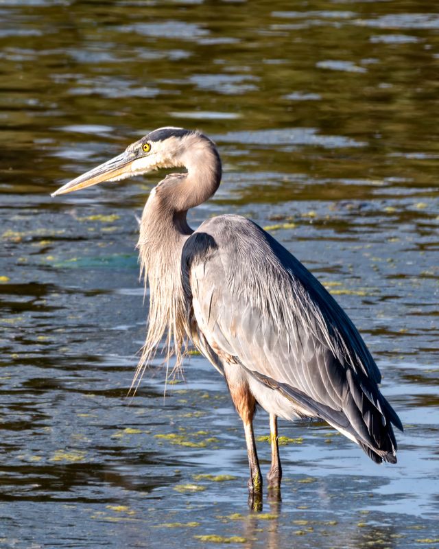 Great Blue Heron