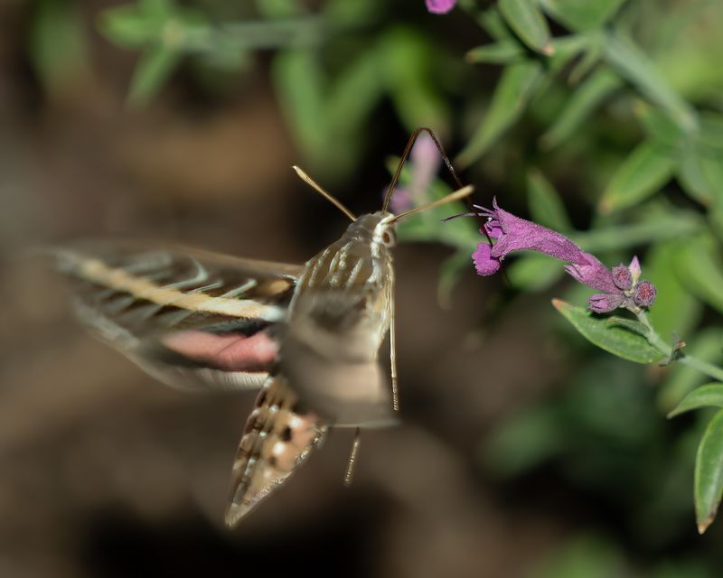 White-lined Sphinx moth (Hyles lineage) aka a hummingbird moth.