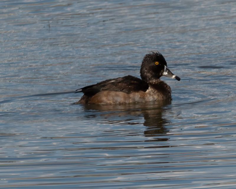 Ring Necked Duck
