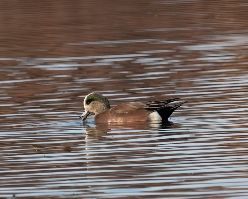 Wigeon