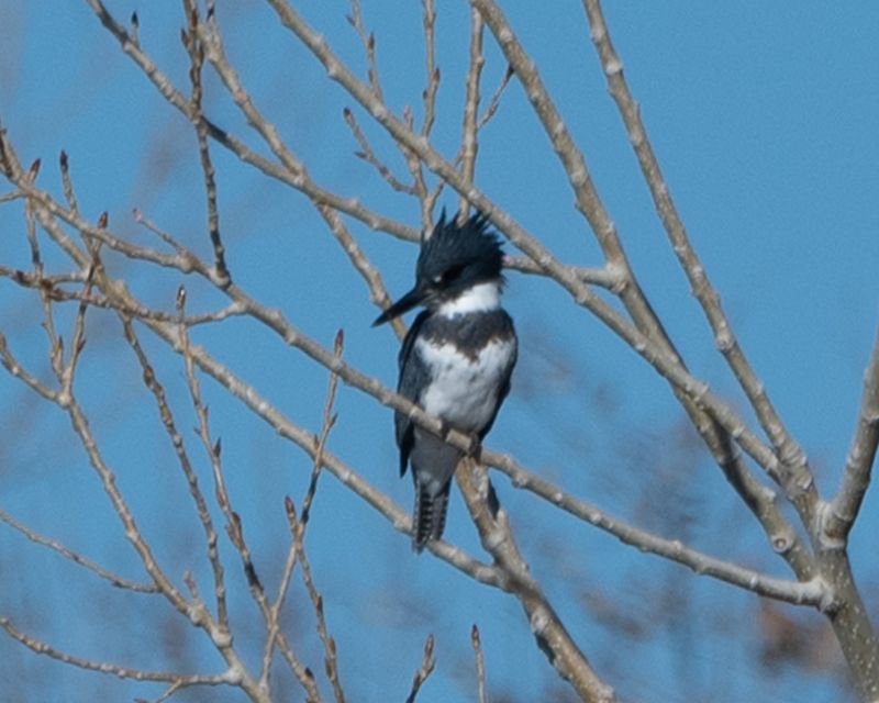 belted_kingfisher