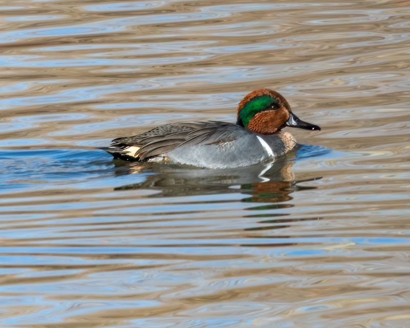 Green Wing Teal