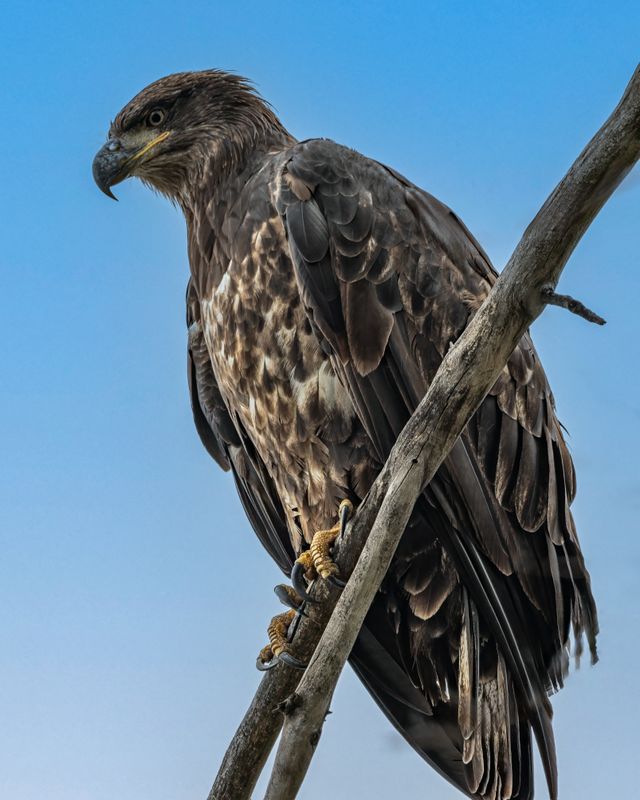 Juvenile bald eagle watching on a branch