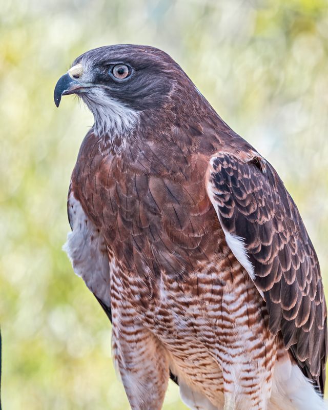 Closeup of a Cooper's Hawk