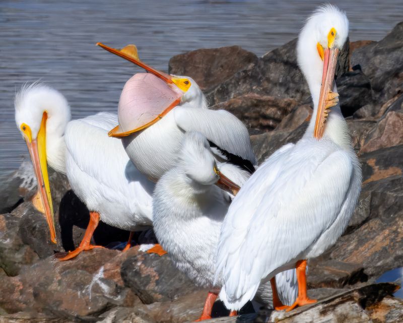 Ameican White Pelicans