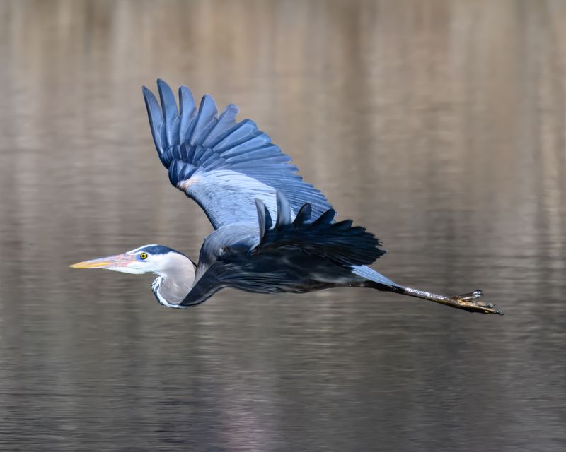 Great Blue Heron (GBH)