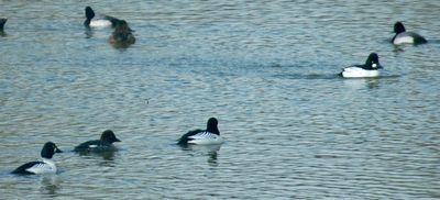 Common Golden Eye