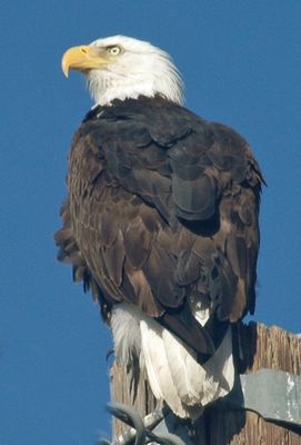 Bald Eagle