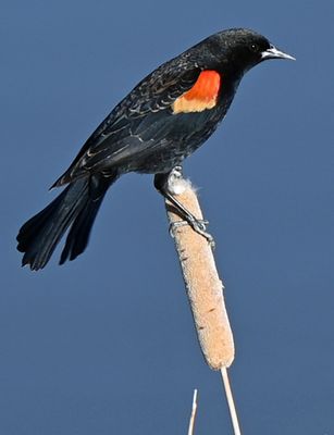 Red Winged Black Bird