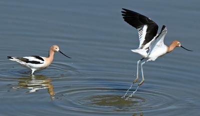 American Avocet