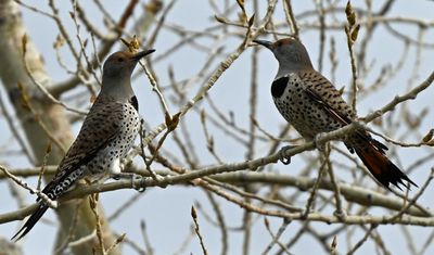 Northern Flicker