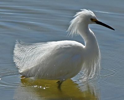 Snowy Egret