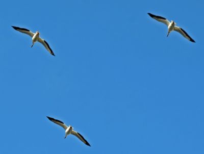 g13/60/396060/3/173607271.466ed9d9.JPEG