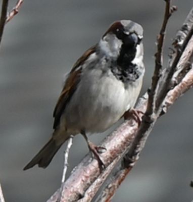 House Sparrow
