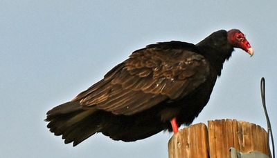 Turkey Vulture