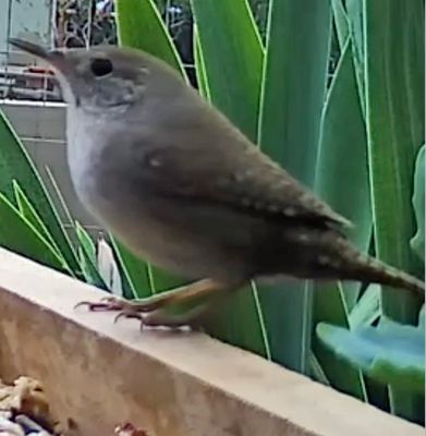 House Wren