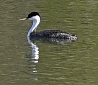 Western Grebe