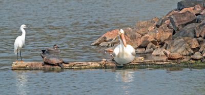 Snowy Egret