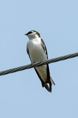 Violet Green Swallow