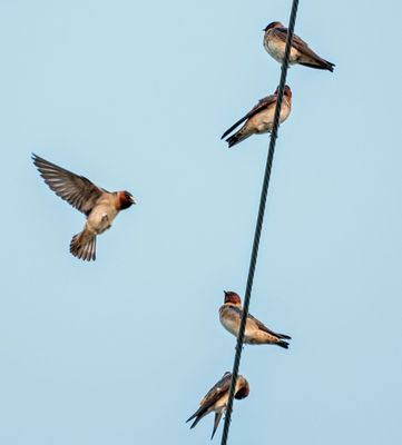 Cliff Swallow