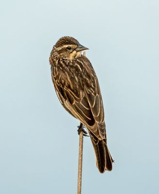 Red Winged Black Bird