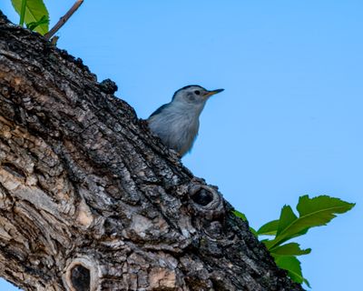 White-Brested Nuthatch