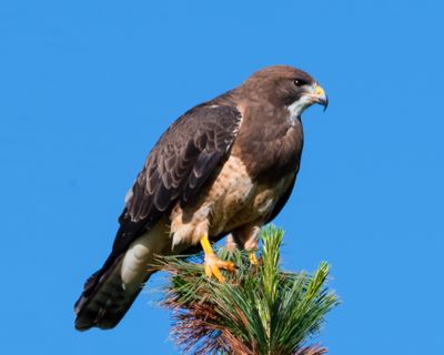 Swainson's Hawk