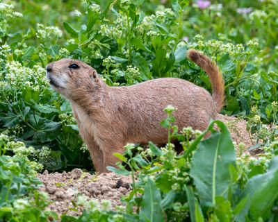 Prairie Dog