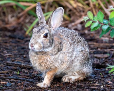 Rabbits (Bunnies)