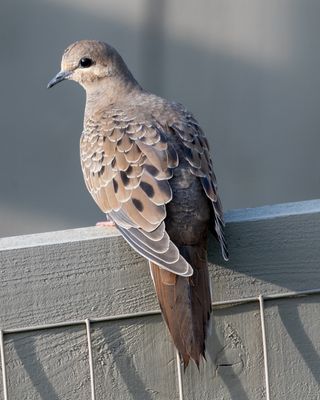 Mourning Doves